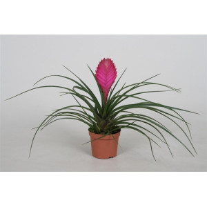 Тилландсия Анита 28 см.